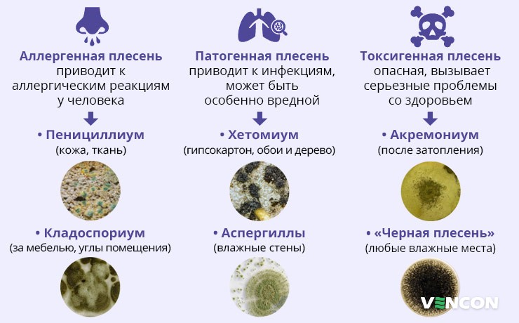 Классификация плесневых грибов
