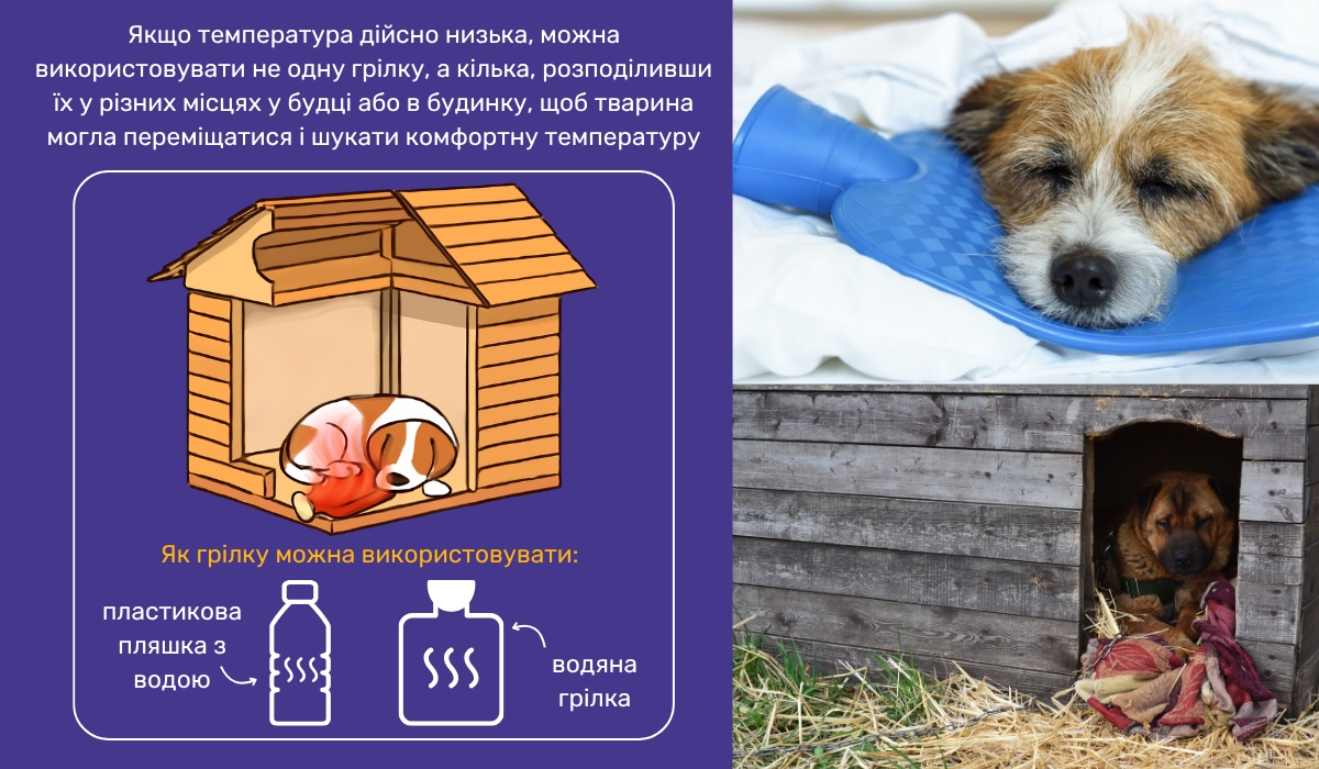 Доступні способи обігріву улюбленців як використовувати грілку для зігрівання