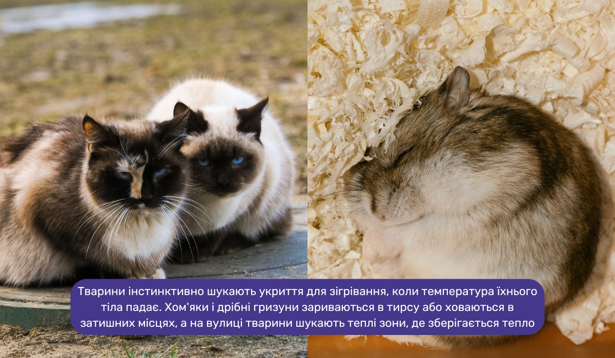 Ознаки того, що тварини у квартирі або на вулиці замерзають