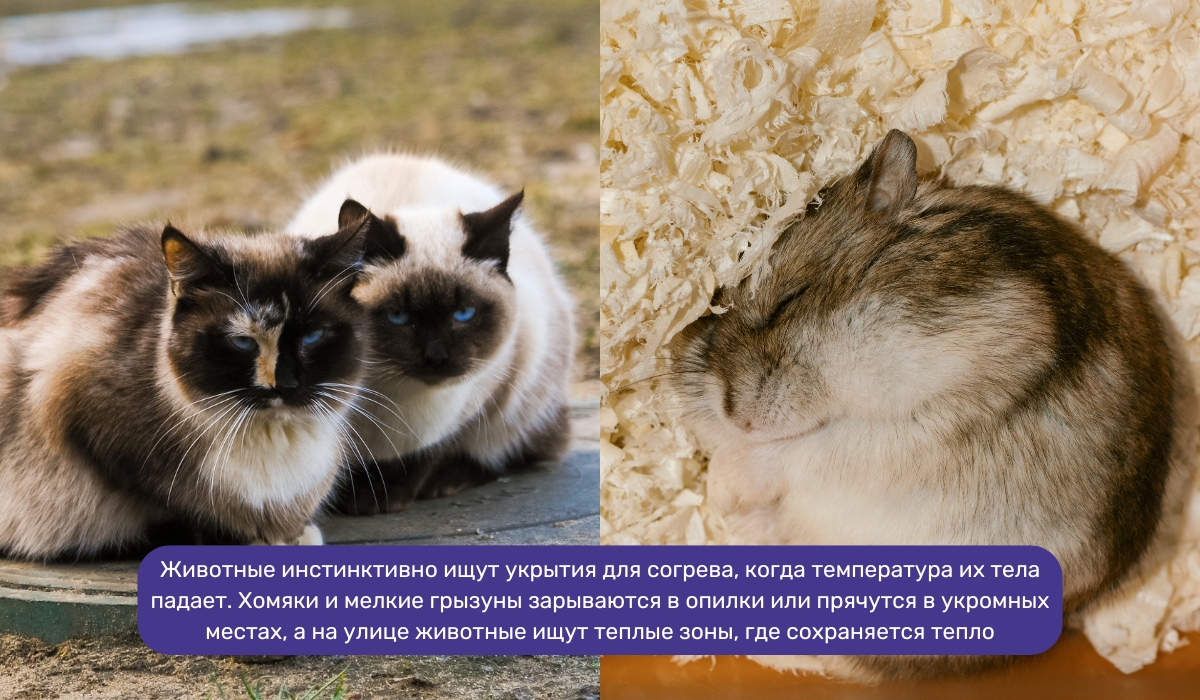 Признаки того, что животные в квартире или на улице замерзают
