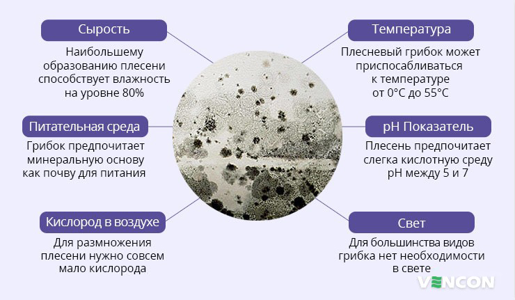 Условия при которых образуется плесень и грибок