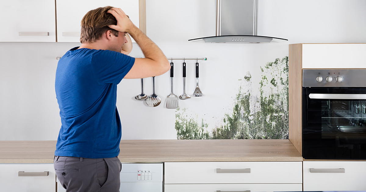 Почему появляется плесень на кухне, основные способы ее устранения и предотвращения