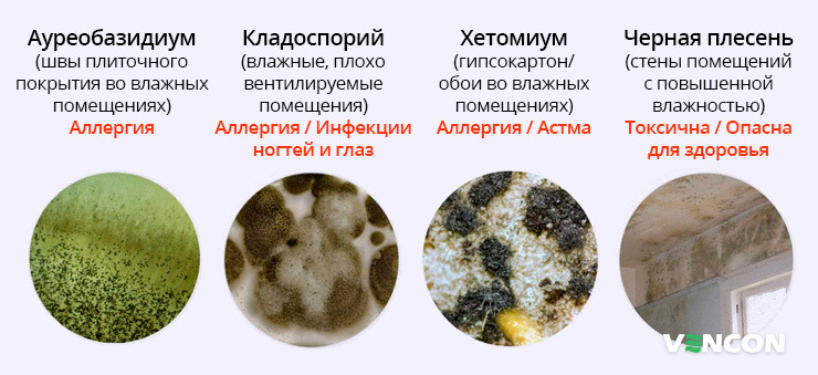 Вред плесени, которая может появится на кухне