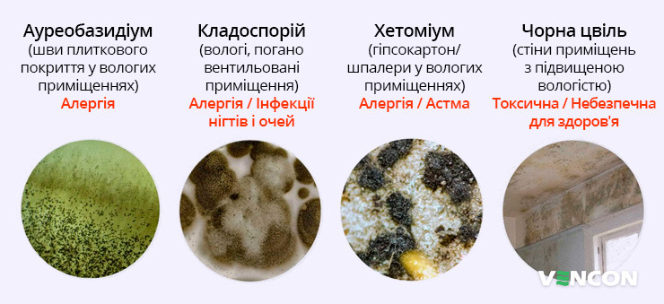 Шкода цвілі, яка може з'явиться на кухні