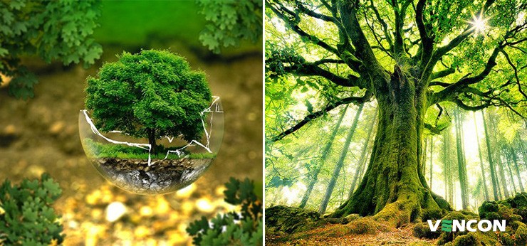 Збереження лісу