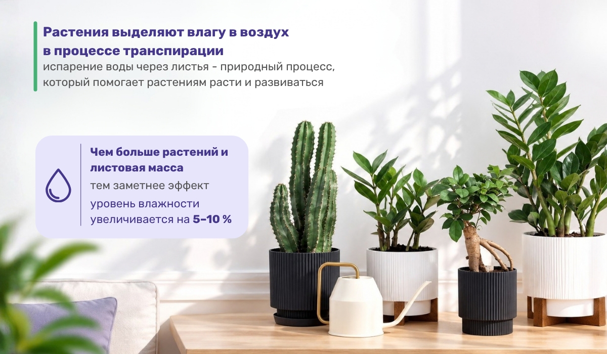 Комнатные растения как естественный способ повысить влажность в помещении