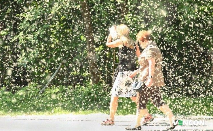 Когда появляется и исчезает тополиный пух?