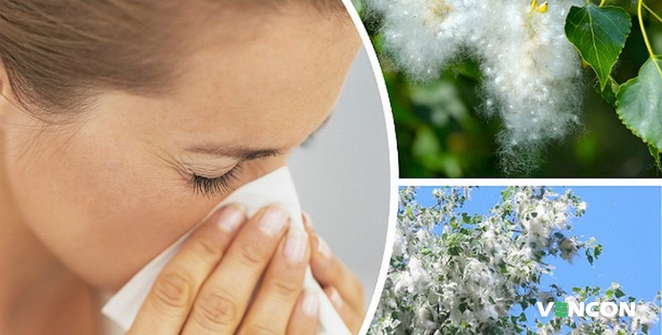 Действительно ли тополиный пух вызывает аллергию