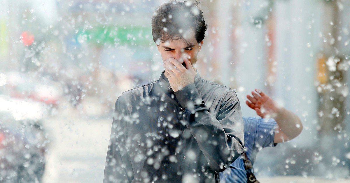 Как избавиться от тополиного пуха? Простыми словами об извечном вопросе