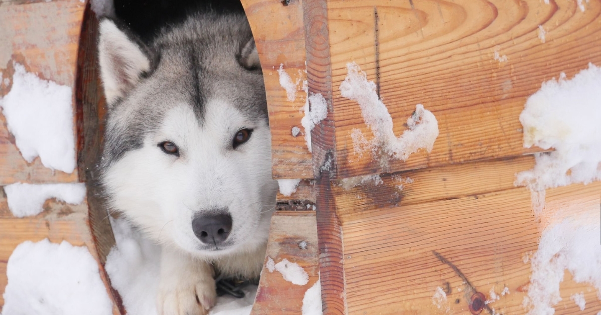 Як забезпечити обігрів собачої будки
