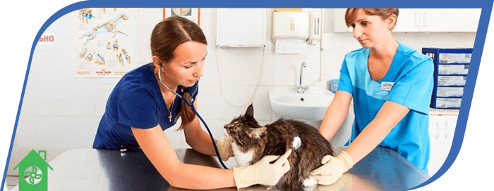 вентиляция ветеринарных клиник