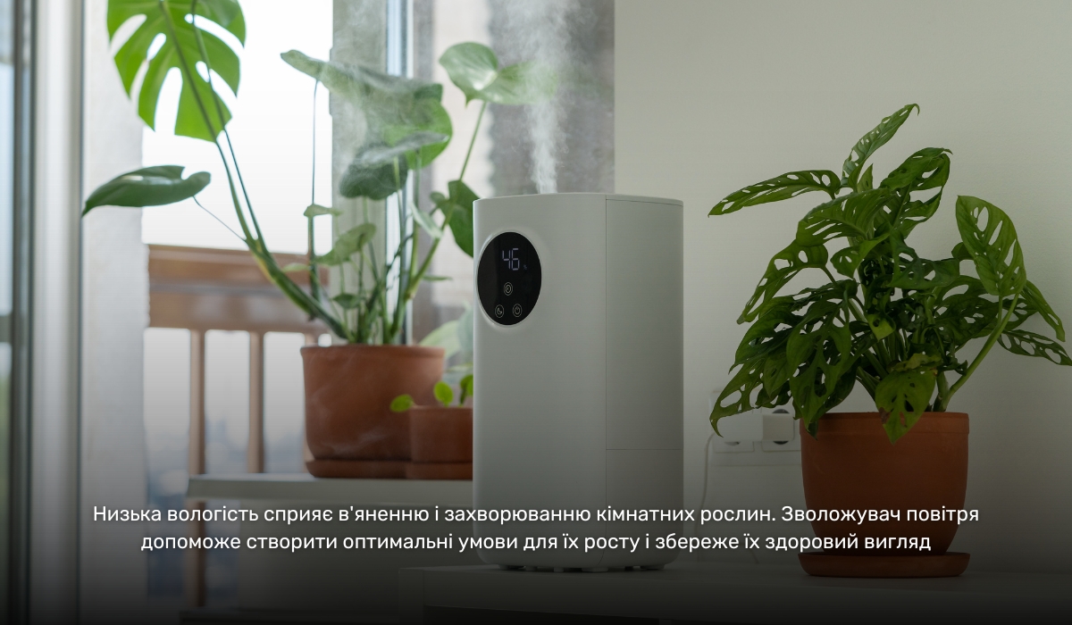 Вплив сухого повітря на рослини: зволожувач повітря як ідеальне рішення