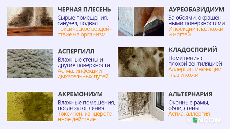 Виды плесени в доме или коттедже