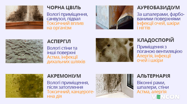 Види цвілі в будинку або котеджі