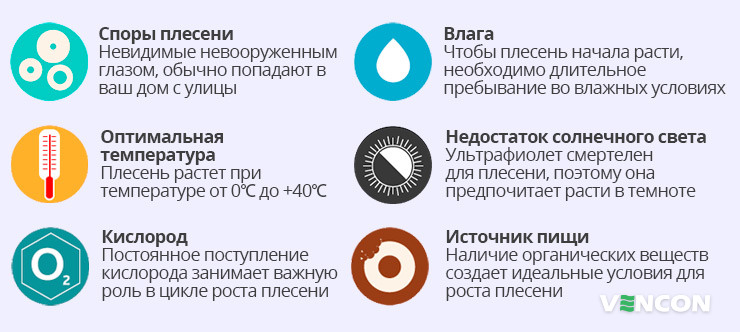 Факторы, которые способствуют появлению плесени