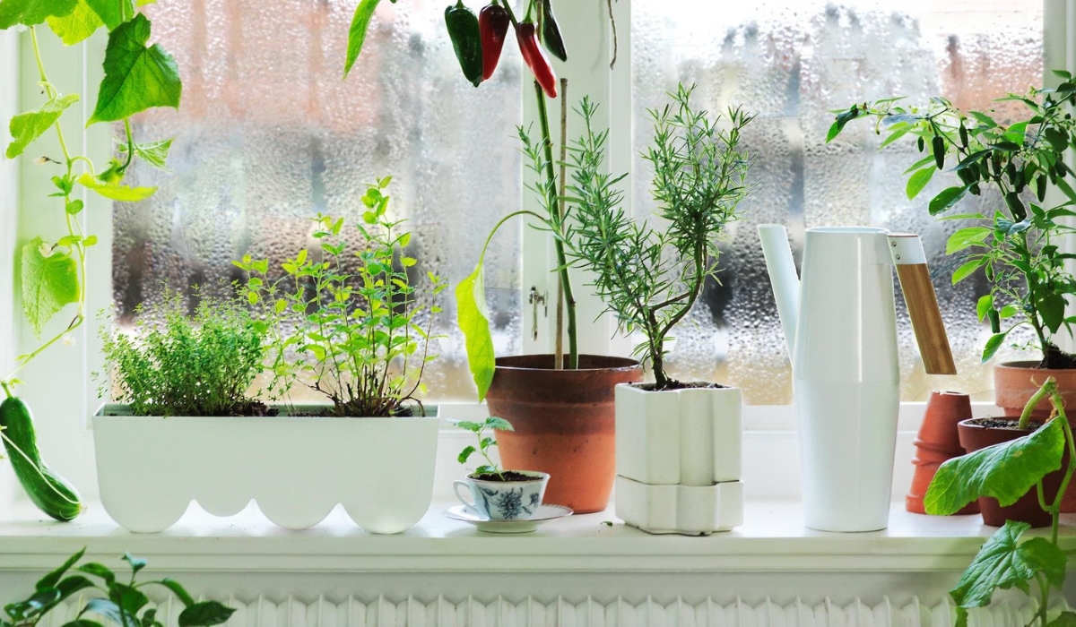 Причина появления конденсата на окнах - наличие растений